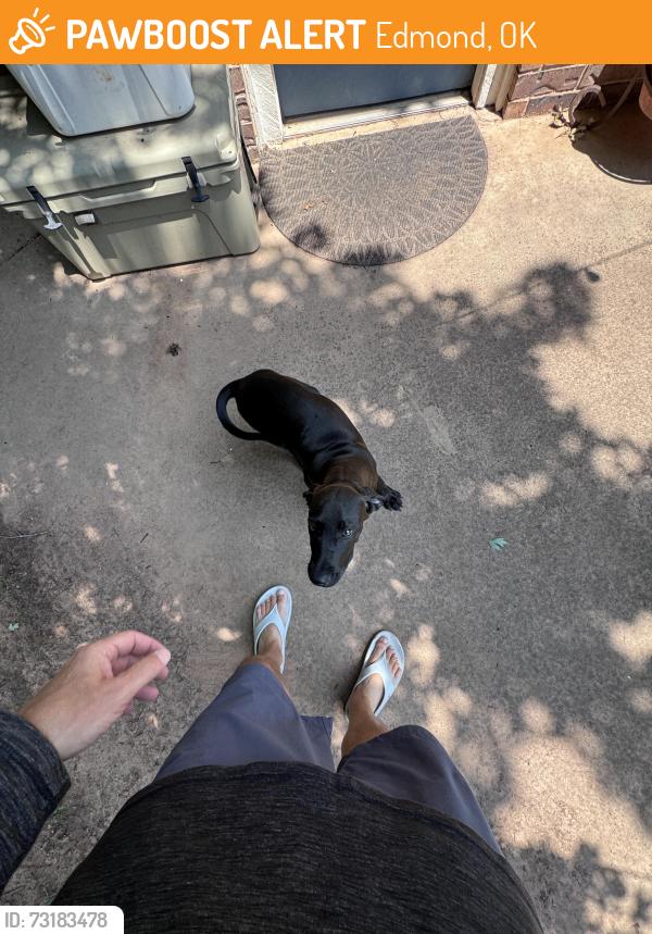 Found/Stray Male Dog last seen Sorghum and Midwest, Edmond, OK 73034