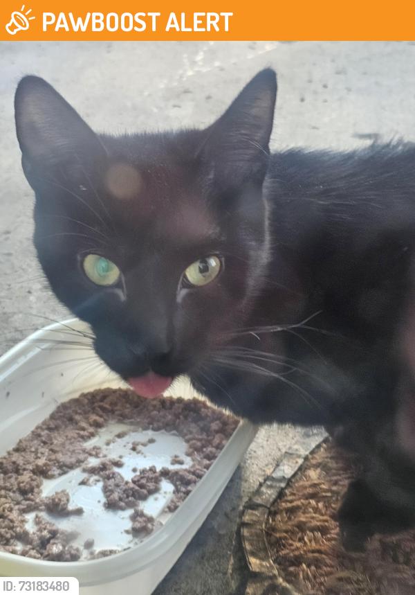 Found/Stray Female Cat last seen Causey & 82nd, Clackamas County, OR 97086