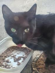 Found/Stray Female Cat last seen Causey & 82nd, Clackamas County, OR 97086