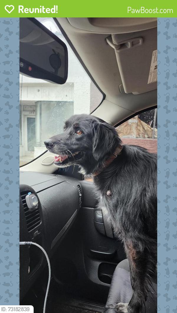 Reunited Female Dog last seen West Main Street in Spindale near Barley's, Spindale, NC 28160
