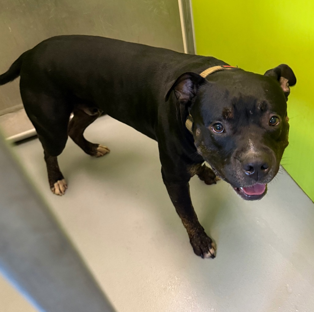 Shelter Stray Male Dog last seen Midwest City, 8485 E Reno Ave, Midwest City, OK 73110, USA