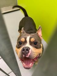 Shelter Stray Male Dog last seen Midwest City, 8485 E Reno Ave, Midwest City, OK 73110, USA