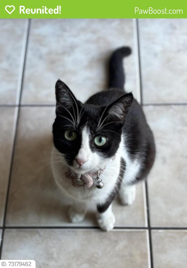 Reunited Female Cat last seen 124th St, Los Angeles, CA 90059