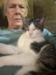 Lost Male Cat last seen Mary/minnehaha, Maplewood, MN 55119