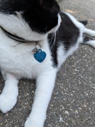 Found/Stray Male Cat last seen Natchaug Drive, Meriden, CT 06450