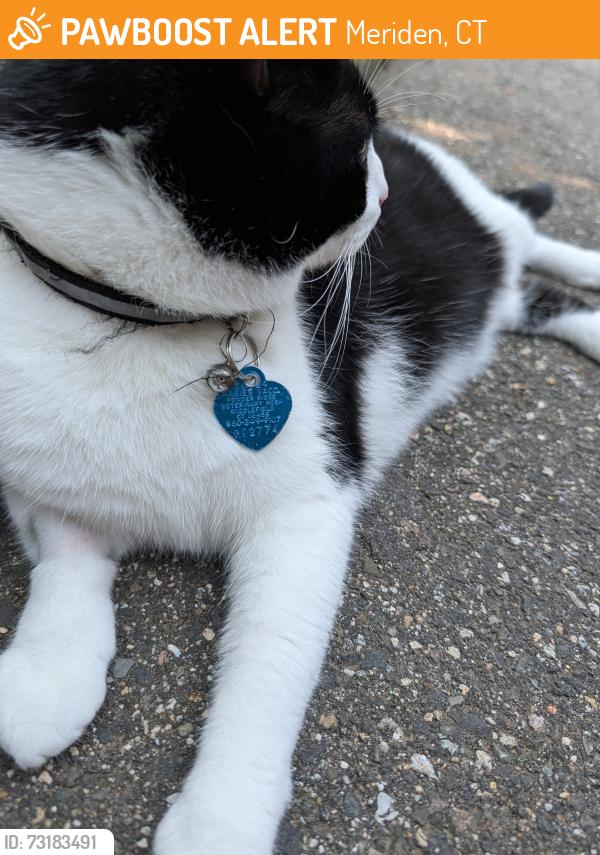 Found/Stray Male Cat last seen Natchaug Drive, Meriden, CT 06450