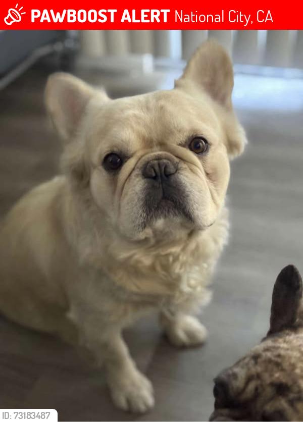 Lost Male Dog last seen division street and palm avenue, National City, CA 91950