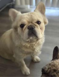 Lost Male Dog last seen division street and palm avenue, National City, CA 91950