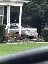 Found/Stray Unknown Dog last seen At the corner of turner fish road and Carlie Adams, Wake County, NC 27592