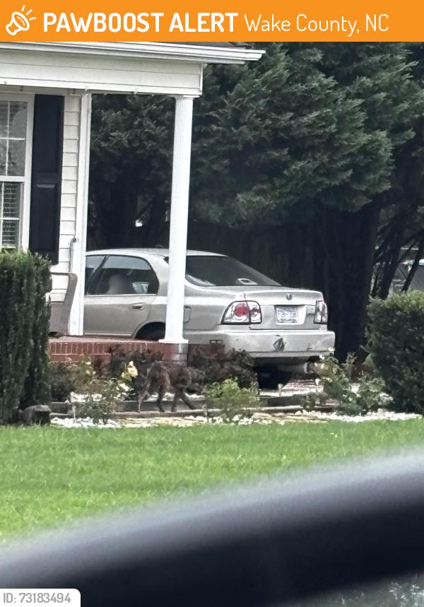 Found/Stray Unknown Dog last seen At the corner of turner fish road and Carlie Adams, Wake County, NC 27592