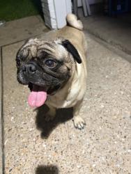 Found/Stray Male Dog last seen imperial valley, Houston, TX 77060