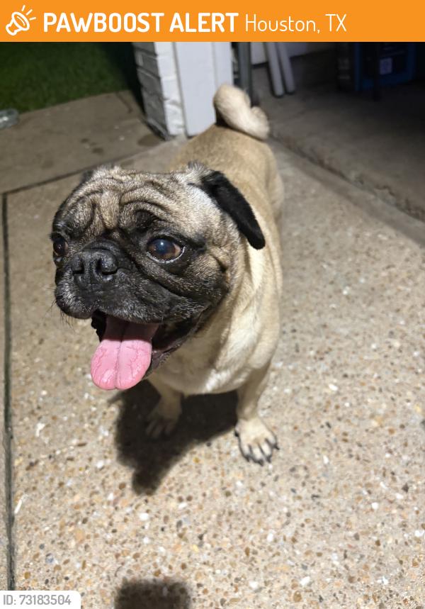 Found/Stray Male Dog last seen imperial valley, Houston, TX 77060