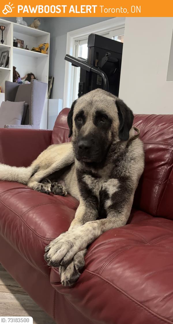 Found/Stray Male Dog last seen Near forest, Toronto, ON 