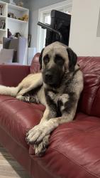 Found/Stray Male Dog last seen Near forest, Toronto, ON 
