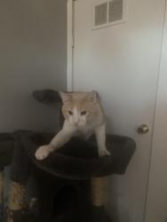 Reunited Male Cat last seen N tuxedo st, Indianapolis, IN 46201