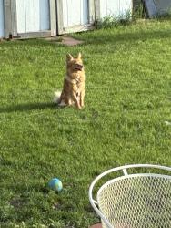 Lost Male Dog last seen 48th and Gaylord, Denver, CO 80216