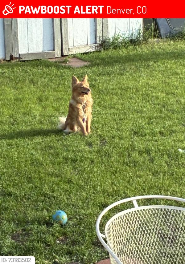 Lost Male Dog last seen 48th and Gaylord, Denver, CO 80216