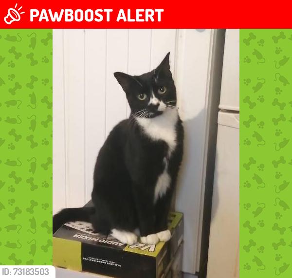 Lost Female Cat last seen Keighley, West Yorkshire, England BD22 6AA