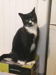 Lost Female Cat last seen Keighley, West Yorkshire, England BD22 6AA