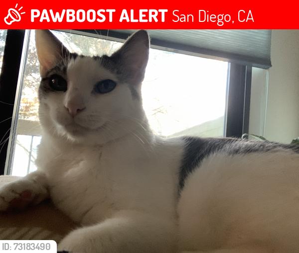 Lost Female Cat last seen Near the end of Caravelle Place (see listed address), San Diego, CA 92124