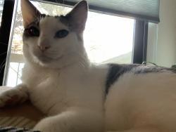 Lost Female Cat last seen Near the end of Caravelle Place (see listed address), San Diego, CA 92124