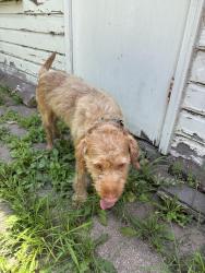Reunited Male Dog last seen Guadalupe, Youngstown, OH 44504