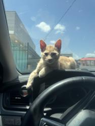 Lost Male Cat last seen Covell and midwest, Edmond, OK 73034