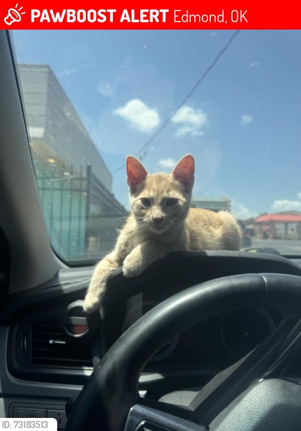 Lost Male Cat last seen Covell and midwest, Edmond, OK 73034
