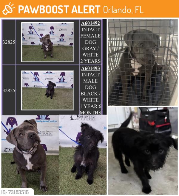 Found/Stray Female Dog last seen N Dean Acre Dr & N Dean Rd, Orlando, FL 32825