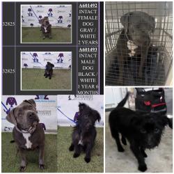 Found/Stray Female Dog last seen N Dean Acre Dr & N Dean Rd, Orlando, FL 32825
