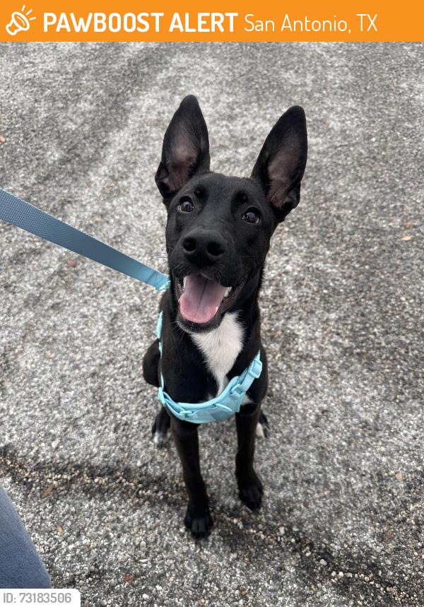 Found/Stray Female Dog last seen North Star mall, ECS, San Antonio, TX 78216