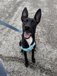 Found/Stray Female Dog last seen North Star mall, ECS, San Antonio, TX 78216