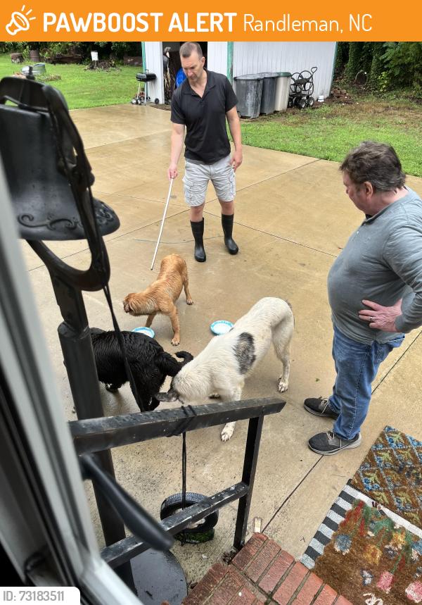 Found/Stray Unknown Dog last seen Business 220, Randleman, NC 27317