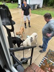 Found/Stray Unknown Dog last seen Business 220, Randleman, NC 27317