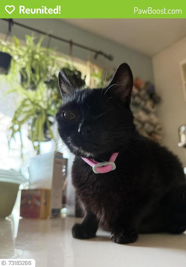 Reunited Female Cat last seen Maleza by Pine Mountain, Atascadero, CA 93422