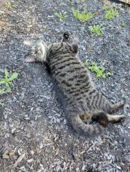 Lost Female Cat last seen Glenmacie Dr and Jaybird Ln, Fuquay-Varina, NC 27526
