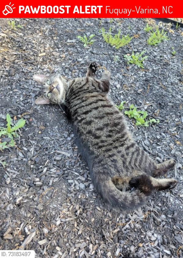 Lost Female Cat last seen Glenmacie Dr and Jaybird Ln, Fuquay-Varina, NC 27526