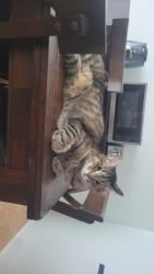 Lost Male Cat last seen Granite Reef & Orange Blossom, Scottsdale, AZ 85250