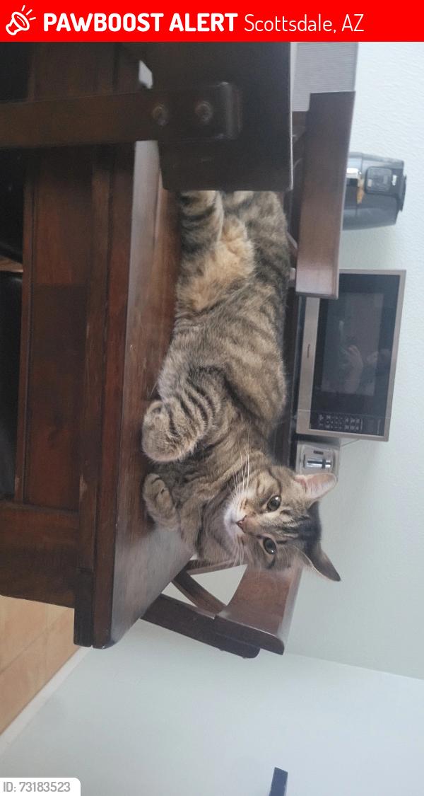 Lost Male Cat last seen Granite Reef & Orange Blossom, Scottsdale, AZ 85250