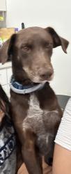 Reunited Male Dog last seen Imperial and Doty, Hawthorne, CA 90250