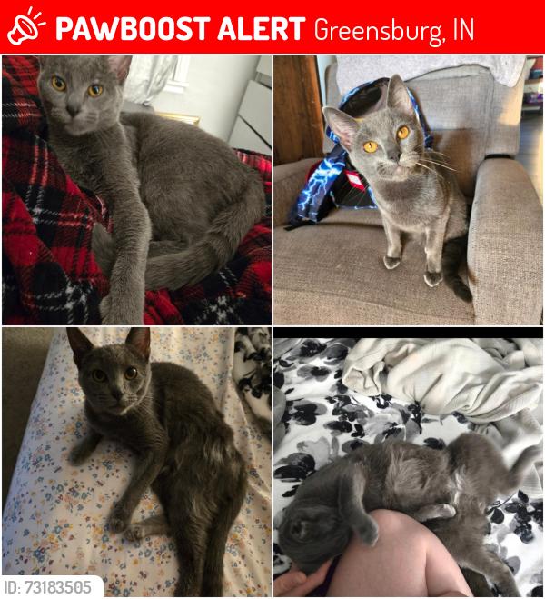 Lost Male Cat last seen Greensburg Junior High, Greensburg, IN 47240