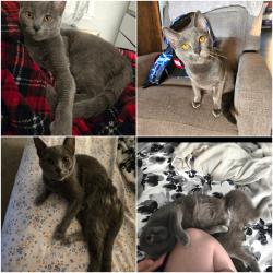 Lost Male Cat last seen Greensburg Junior High, Greensburg, IN 47240