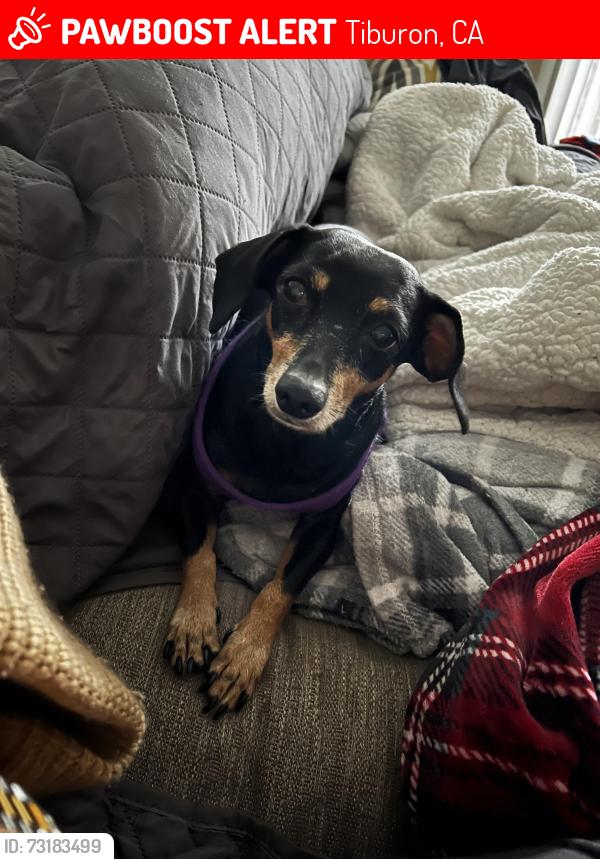 Lost Female Dog last seen Hacienda Drive and Noche Vista Lane, Tiburon, CA 94920