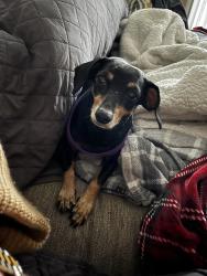 Lost Female Dog last seen Hacienda Drive and Noche Vista Lane, Tiburon, CA 94920