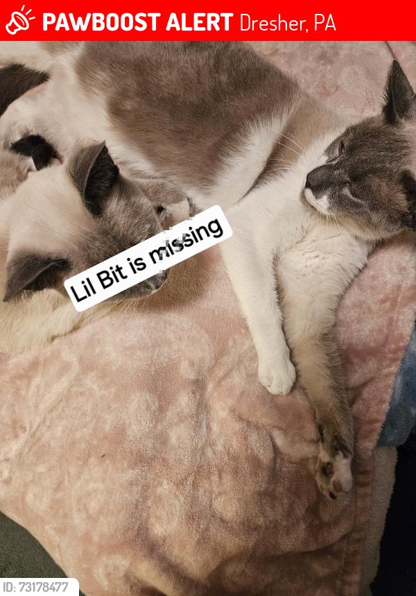 Lost Male Cat last seen Susquehanna and Twining Rds, Dresher, PA 19025