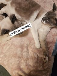Lost Male Cat last seen Susquehanna and Twining Rds, Dresher, PA 19025
