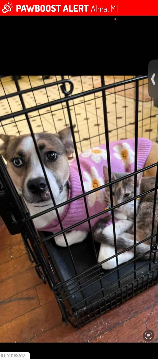 Lost Female Dog last seen Alma Michigan, Alma, MI 48801