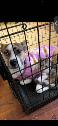 Lost Female Dog last seen Alma Michigan, Alma, MI 48801