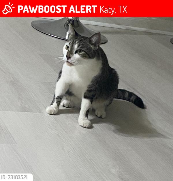 Lost Male Cat last seen Near Crossmill Crossmill ln, Katy, TX 77450