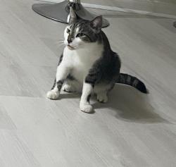 Lost Male Cat last seen Near Crossmill Crossmill ln, Katy, TX 77450
